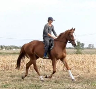 6 Year Old Mare For Sale.jpg